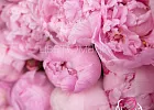 Купить Букет с пионами «Розовый зефир» в  с бесплатной доставкой: цена, фото, описание