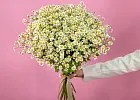 Купить Матрикария поштучно в  с бесплатной доставкой: цена, фото, описание