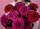 Купить Букет из 15 бордовых и розовых хризантем в  с бесплатной доставкой: цена, фото, описание