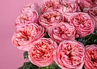Купить Пионовидная роза 70 см Pink Expression в  с бесплатной доставкой: цена, фото, описание
