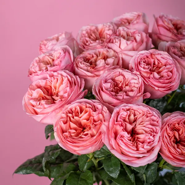 Купить Пионовидная роза 70 см Pink Expression в  с бесплатной доставкой: цена, фото, описание