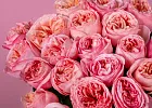 Купить Пионовидная роза 50 см Pink Expression в  с бесплатной доставкой: цена, фото, описание