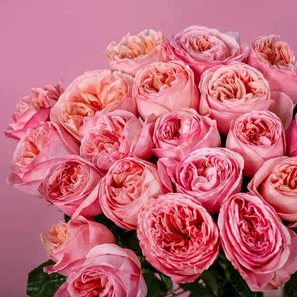 Купить Пионовидная роза 50 см Pink Expression в  с бесплатной доставкой: цена, фото, описание
