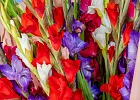 Купить Букет из 25 гладиолусов микс в упаковке в  с бесплатной доставкой: цена, фото, описание