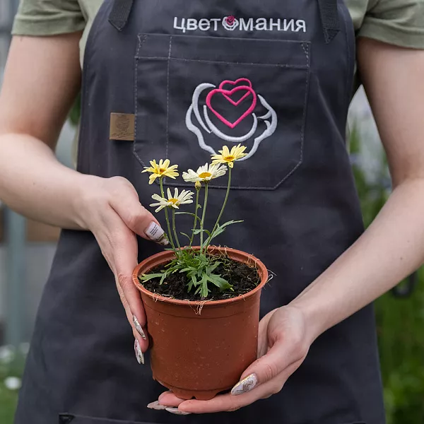 Купить Хризантема маргаритковая в горшке в  с бесплатной доставкой: цена, фото, описание