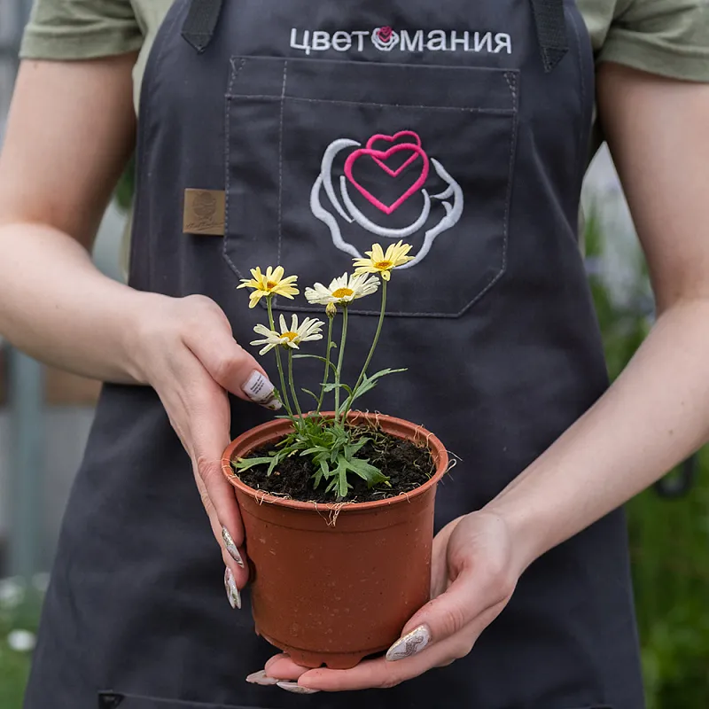 Хризантема маргаритковая в горшке