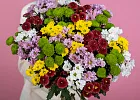 Купить Хризантемы сантини микс поштучно в  с бесплатной доставкой: цена, фото, описание