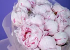 Купить Букет из 15 розовых пионов (Премиум) в  с бесплатной доставкой: цена, фото, описание