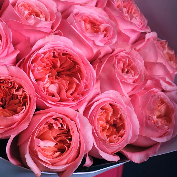 Купить Букет из 15 пионовидных розовых роз 70 см Pink Expression в  с бесплатной доставкой: цена, фото, описание