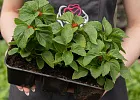 Купить Рассада Сальвия сверкающая кассета 6 ячеек в  с бесплатной доставкой: цена, фото, описание