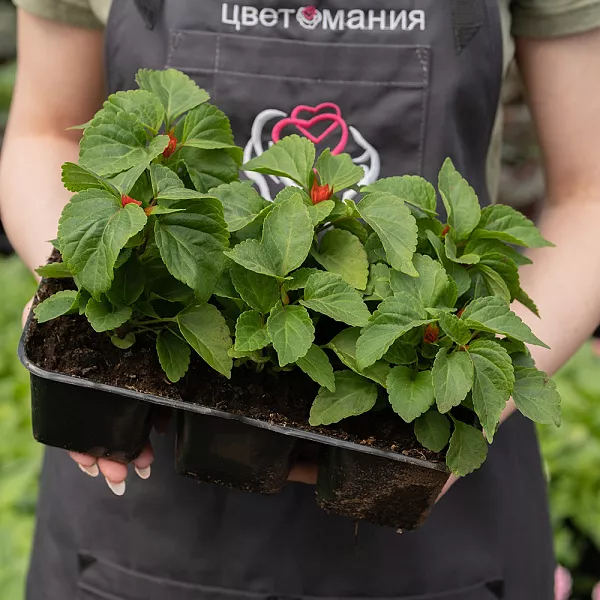 Купить Рассада Сальвия сверкающая кассета 6 ячеек в  с бесплатной доставкой: цена, фото, описание
