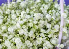 Купить Композиция из гипсофилы в сумочке в  с бесплатной доставкой: цена, фото, описание