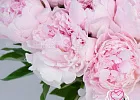 Купить Пионы розовые (Стандарт) в  с бесплатной доставкой: цена, фото, описание