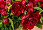 Купить Букет из 101 бордового пиона (Премиум) в  с бесплатной доставкой: цена, фото, описание