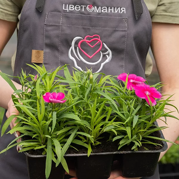 Купить Рассада Гвоздика китайская кассета 6 ячеек в  с бесплатной доставкой: цена, фото, описание
