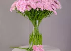 Купить Хризантема розовая в  с бесплатной доставкой: цена, фото, описание
