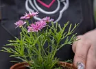 Купить Рассада Аргирантемум в горшке в  с бесплатной доставкой: цена, фото, описание