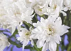 Купить Хризантема кустовая белая в Санкт-Петербурге с бесплатной доставкой: цена, фото, описание