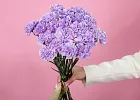 Купить Гвоздика Мун аква в  с бесплатной доставкой: цена, фото, описание
