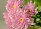 Купить Хризантема розовая в  с бесплатной доставкой: цена, фото, описание