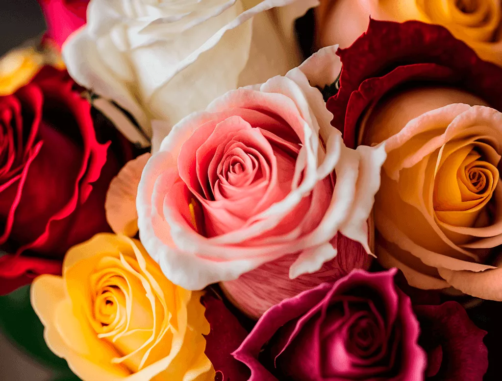 Цвета роз и их значения