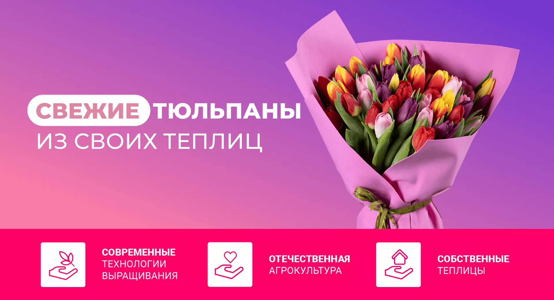 свежие тюльпаны из своих теплиц