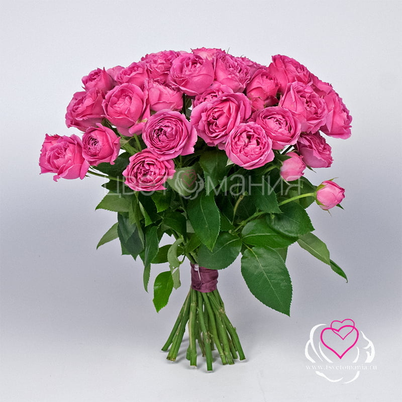 Кустовая роза Мисти Бабблс букет из 51 кустовой розы мисти бабблс