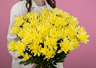 Хризантема кустовая желтая 2 Купить Хризантема кустовая желтая в  с бесплатной доставкой: цена, фото, описание