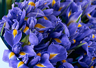 Купить Букет из 51 синего ириса в Санкт-Петербурге с бесплатной доставкой: цена, фото, описание