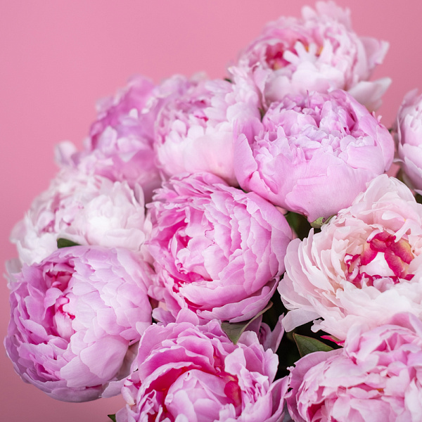 Купить Пионы розовые (Премиум) в  с бесплатной доставкой: цена, фото, описание
