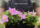 Купить Рассада Петуния кассета 6 ячеек в  с бесплатной доставкой: цена, фото, описание