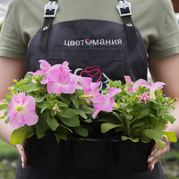 Купить Рассада Петуния кассета 6 ячеек в  с бесплатной доставкой: цена, фото, описание