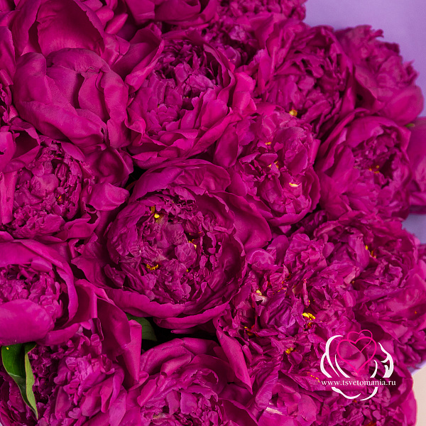 Купить Букет из 25 пионов с фисташкой (Стандарт) в  с бесплатной доставкой: цена, фото, описание