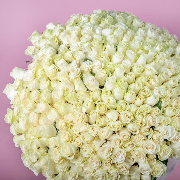Купить Букет из 300 белых роз 70 см (Эквадор) в  с бесплатной доставкой: цена, фото, описание