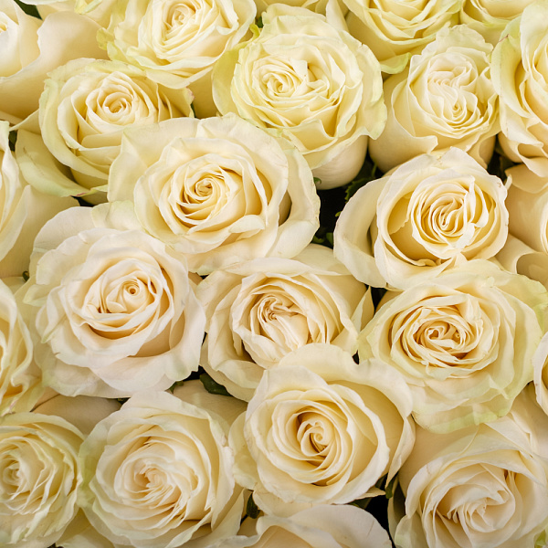 Купить Букет из 25 белых роз 60-70 см (Эквадор) в упаковке в  с бесплатной доставкой: цена, фото, описание