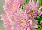 Купить Хризантема розовая в Санкт-Петербурге с бесплатной доставкой: цена, фото, описание