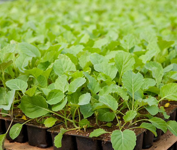 Купить Рассада Капуста в  с бесплатной доставкой: цена, фото, описание