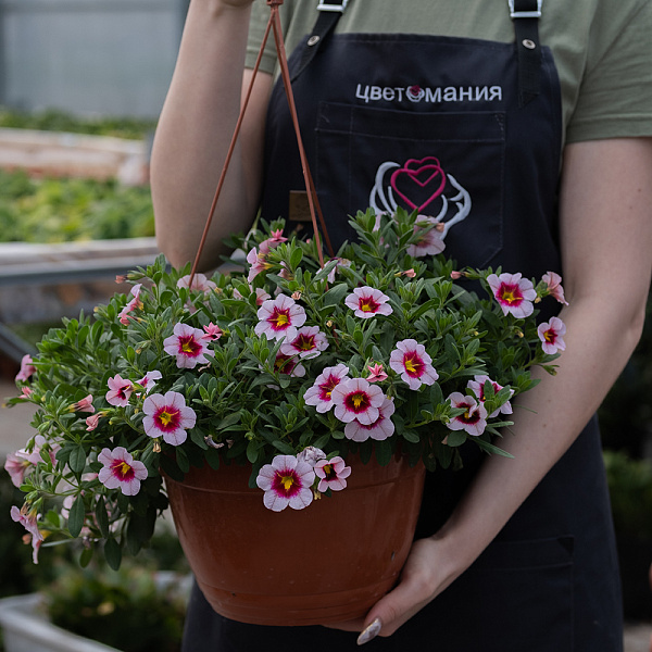 Купить Рассада Петуния ампельная в кашпо в  с бесплатной доставкой: цена, фото, описание