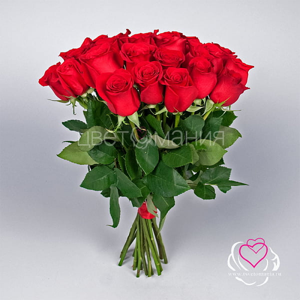 Купить Красная роза (Эквадор) 40 см в Санкт-Петербурге с бесплатной доставкой: цена, фото, описание
