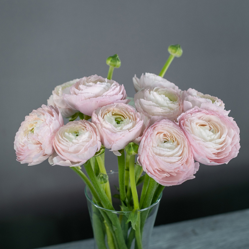 Ранункулюсы поштучно