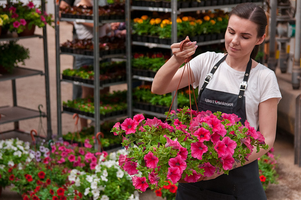 Купить Рассада Сурфиния ампельная в кашпо  в  с бесплатной доставкой: цена, фото, описание