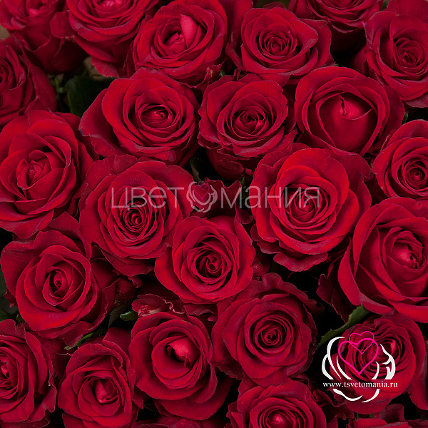 Купить Букет из 35 красных роз 70 см (Россия) в крафте в  с бесплатной доставкой: цена, фото, описание