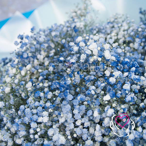 Купить Монобукет из голубых гипсофил «Леди гроза» в  с бесплатной доставкой: цена, фото, описание