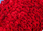 Купить Букет из 300 красных роз 70 см (Эквадор) в  с бесплатной доставкой: цена, фото, описание