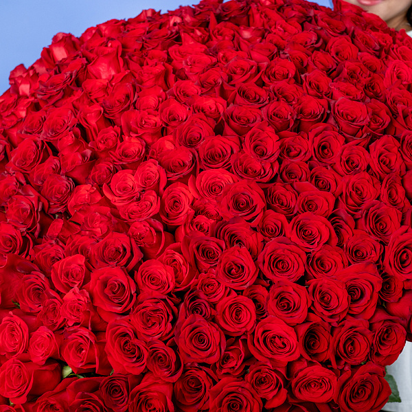 Купить Букет из 300 красных роз 70 см (Эквадор) в  с бесплатной доставкой: цена, фото, описание