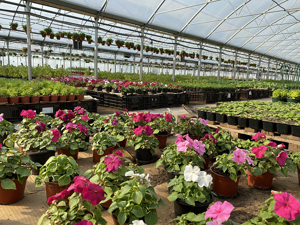 Купить Рассада Бальзамин гибридный в  с бесплатной доставкой: цена, фото, описание