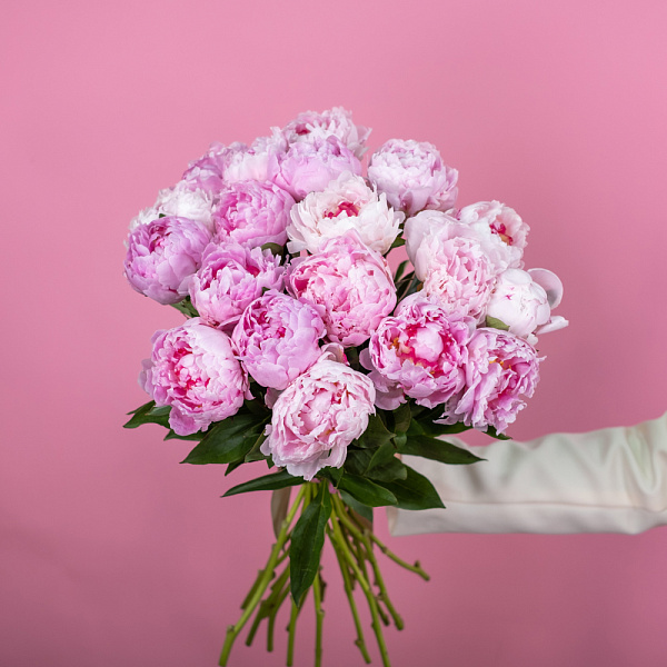 Купить Пионы розовые (Премиум) в  с бесплатной доставкой: цена, фото, описание