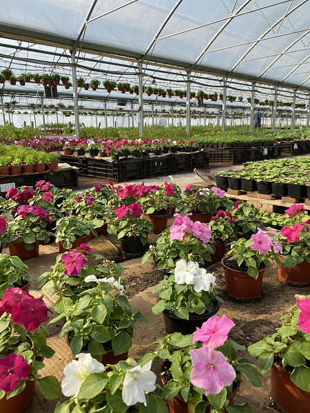 Купить Рассада Бальзамин гибридный в  с бесплатной доставкой: цена, фото, описание