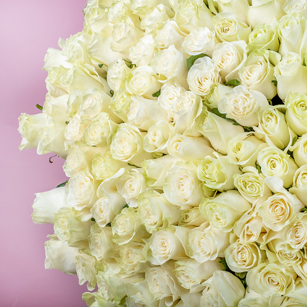 Купить Букет из 300 белых роз 70 см (Эквадор) в  с бесплатной доставкой: цена, фото, описание