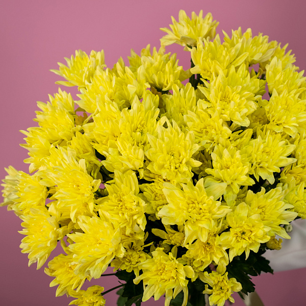 Хризантема кустовая желтая 3 Купить Хризантема кустовая желтая в  с бесплатной доставкой: цена, фото, описание